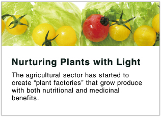 Nurturing Plants with Light
