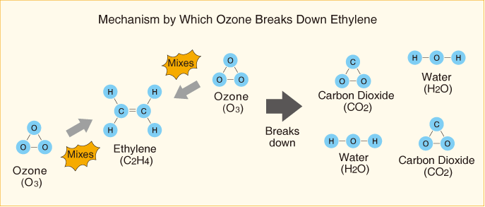Mechanism by Which Ozone Breaks Down Ethylene