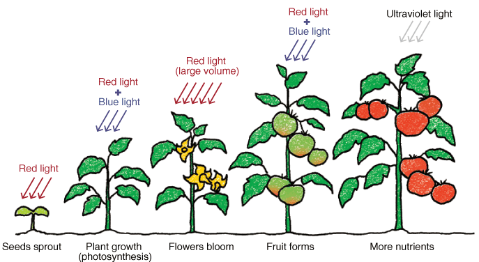 Do plants “see” light?