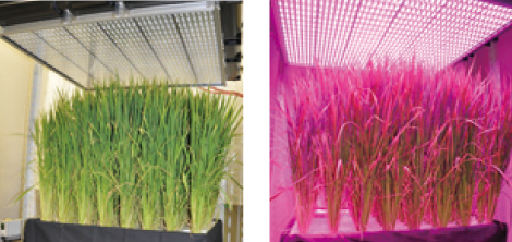 Rice is bathed in light from USHIO’s high-output LED units. This trial is the first time in the world that grain has been grown under artificial light.