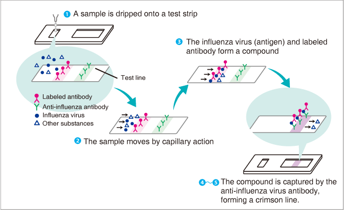 Image of Measurement by Immunochromatography