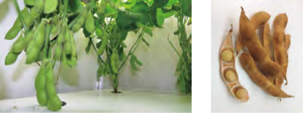 Plant cultivation using 100% artificial light and liquid fertilizer management