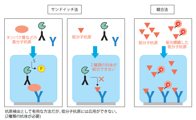分子進化的・ケミカルバイオロジー的技術を駆使し             人工タンパク質の創製に挑む